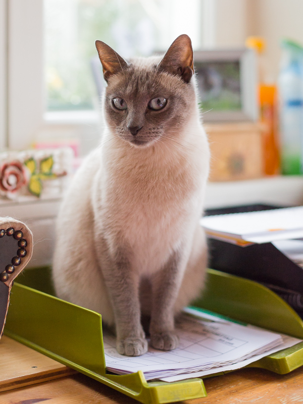 Minou sitzt auf einem Papierablagefach auf dem Schreibtisch