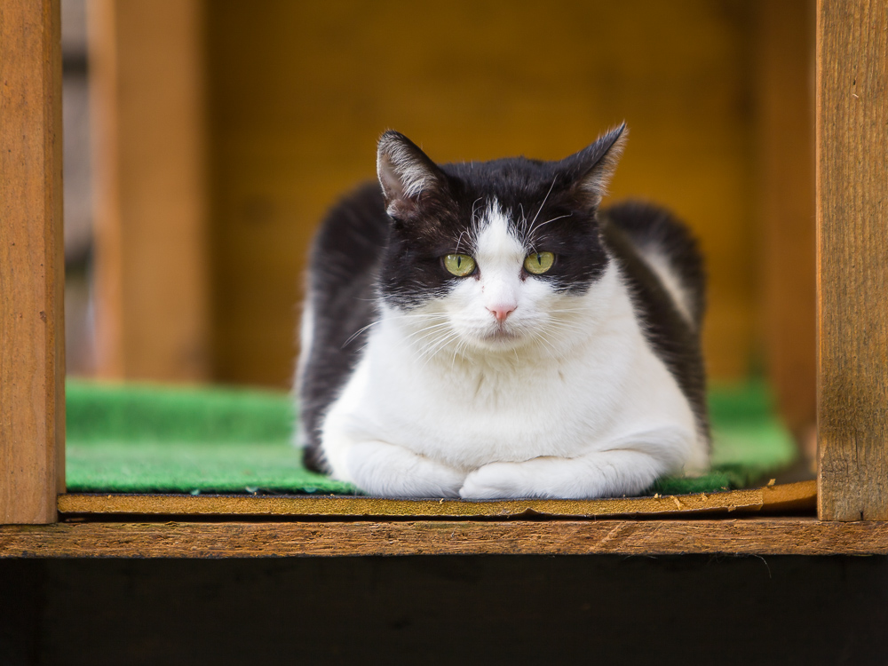 Johnny liegt wie ein Wachhund im Eingang eines Katzenhauses