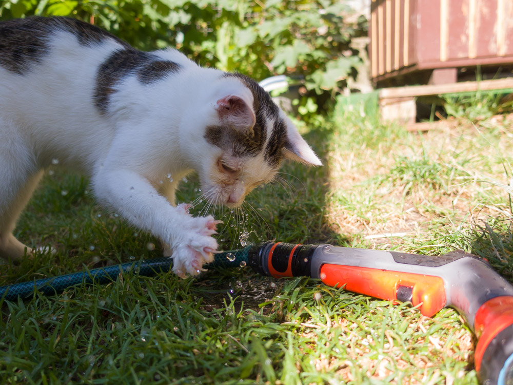 Patty hat die Krallen ausgefahren und versucht Wasser aus dem Gartenschlauch zu fassen.