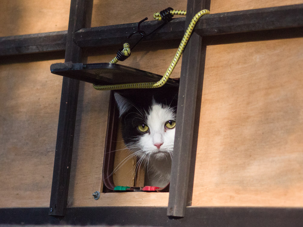 Ludwig streckt den Kopf durch die Katzenklappe