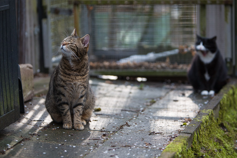 Joschi sitzt gedankenverloren im Garten. Mona sitzt hinter ihm und gähnt.