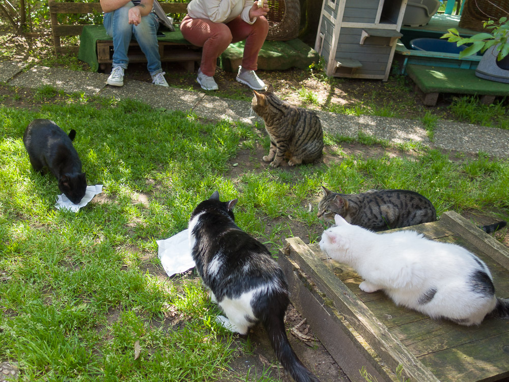 etwas zum Schlecken für Zwischendurch: für Menschen und Katzen