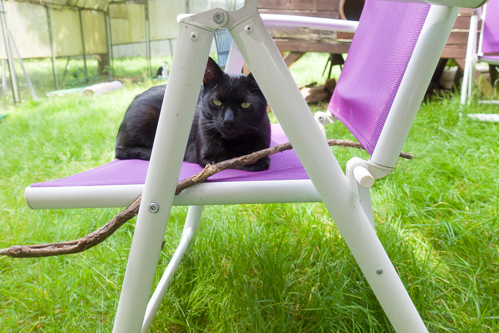 Rocco liegt neben seinem Stöckchen auf einem Liegestuhl