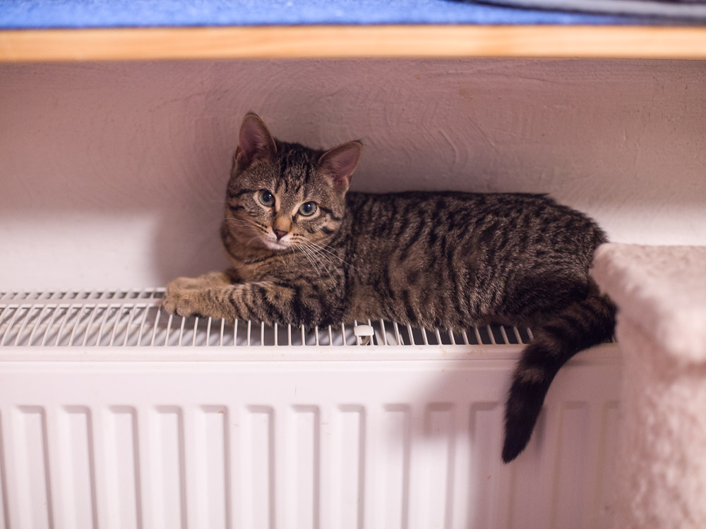 Louisa liegt auf der Heizung