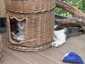 Pünktchen liegt im Korb, Hansi dahinter. Es sieht aber so aus, als hätte der Korb hinten ein Loch und es wäre nur eine Katze im Bild zu sehen.