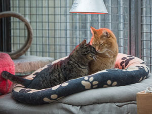 Nala und Sam liegen zusammen unter der wärmenden Rotlichtlampe