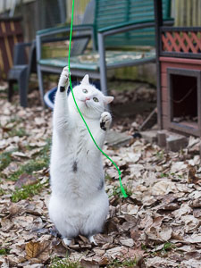 Nala und Sam liegen zusammen unter der wärmenden Rotlichtlampe