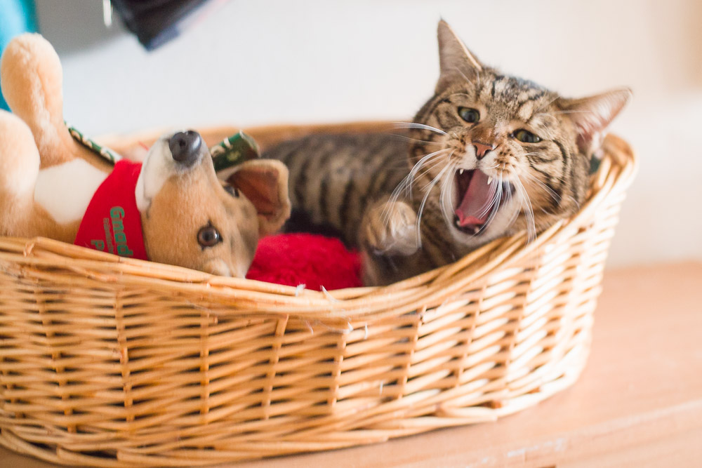 Joschi liegt in einem Katzenkorb und gähnt.