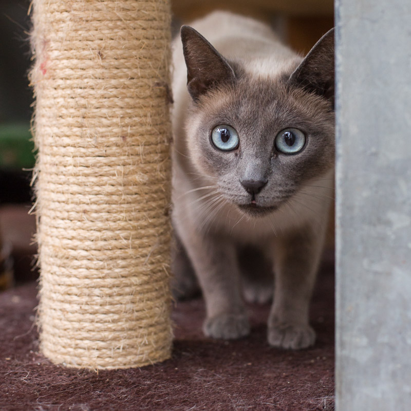 Minou steht da und schaut neugierig.