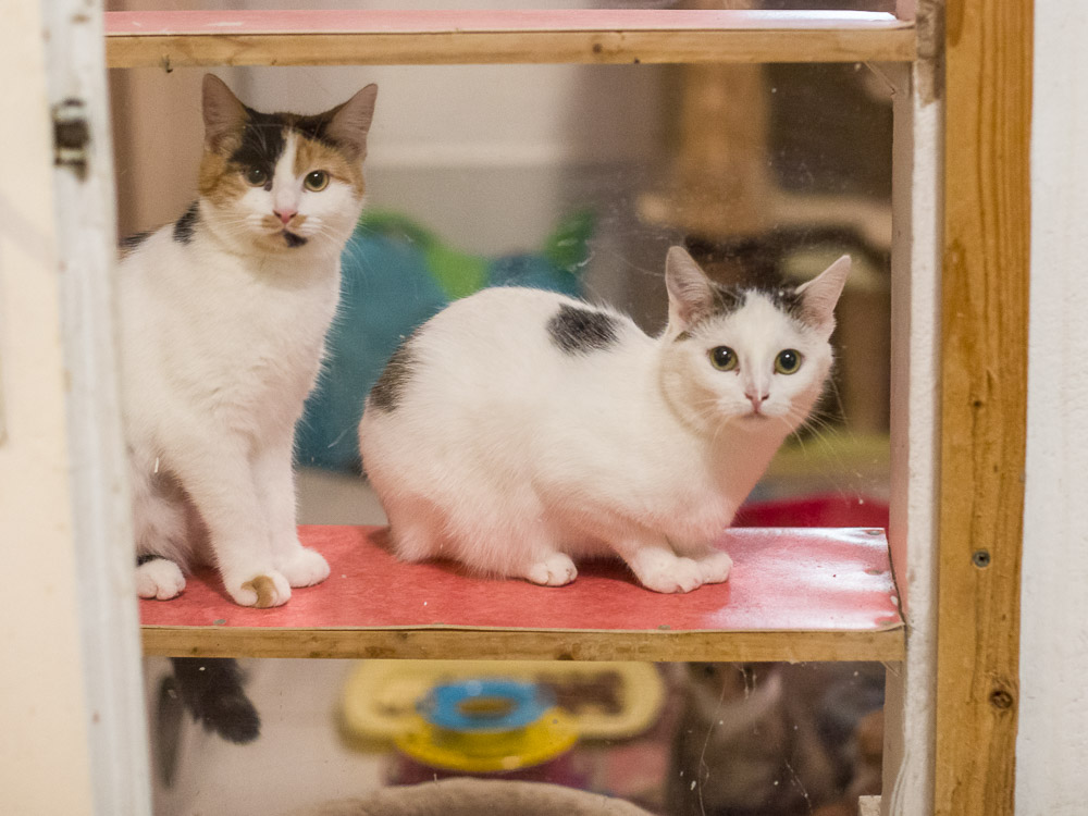 Lilly und Maya schauen neugierig durch ein Fenster in den Nachbarraum.