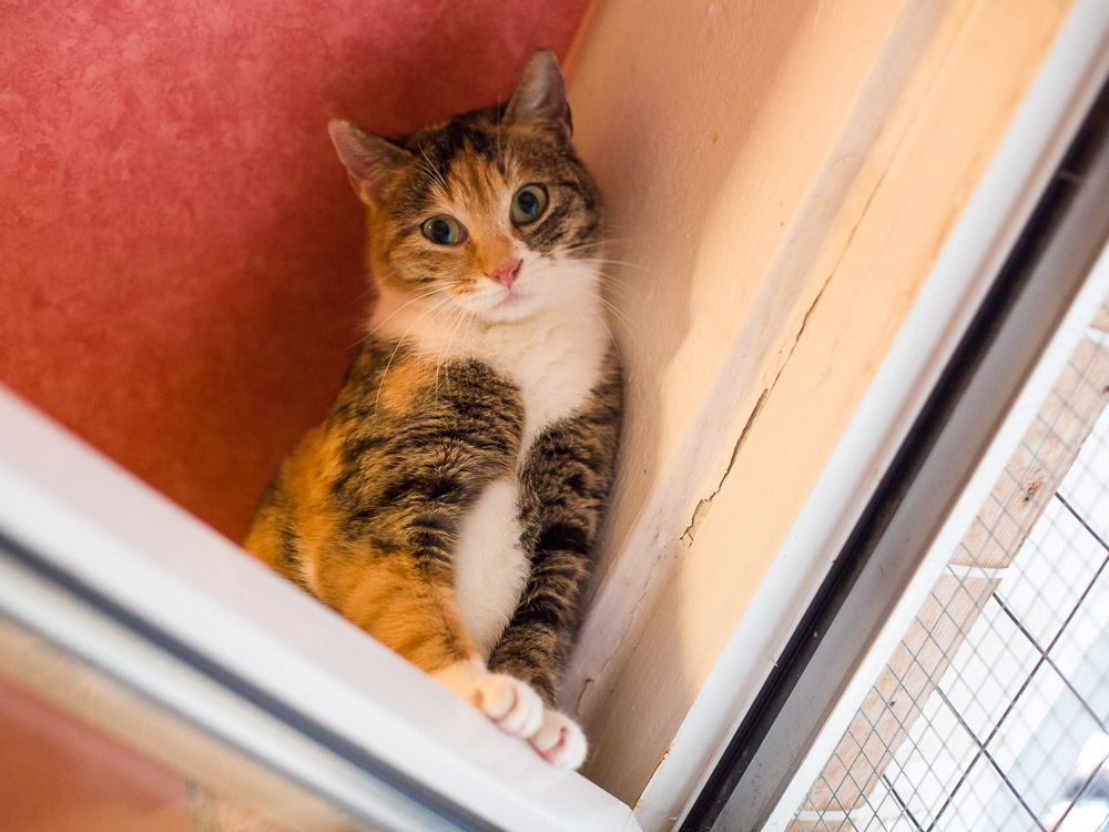 Jolie sitzt auf einem geöffneten Fensterrahmen direkt unter der Decke und schaut nach unten.