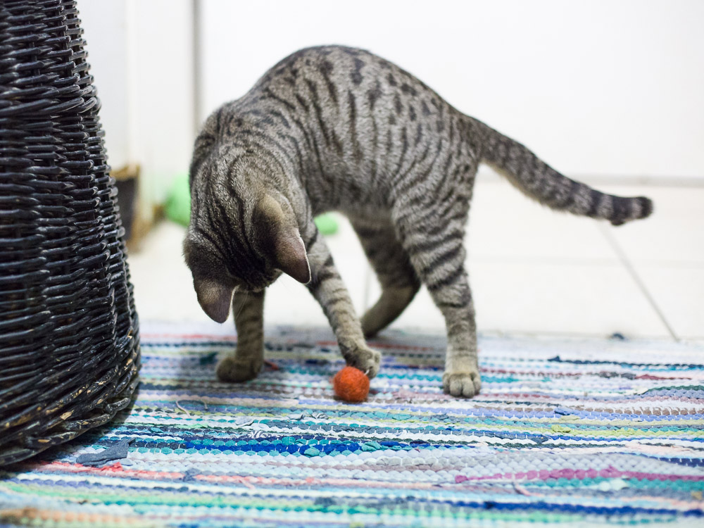 Finn spielt mit einem Ball.