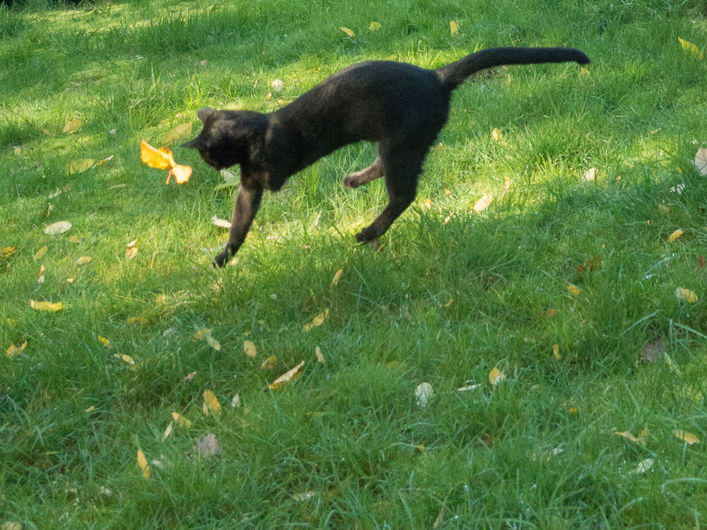 Ein Blatt fällt zu Boden und Rocco ist mit allen vier Pfoten in der Luft.