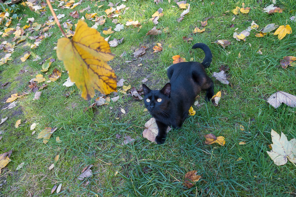 Rocco hat ein Blatt, das nach unten fällt fest im Blick