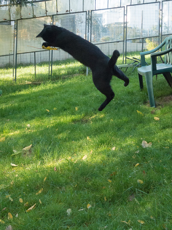 Rocco springt nach einem Blatt