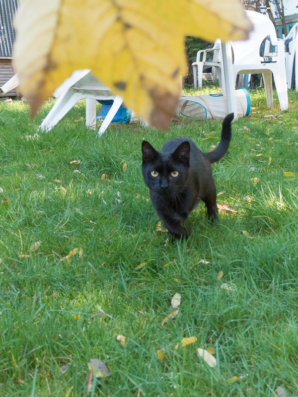 Rocco fokussiert ein Blatt