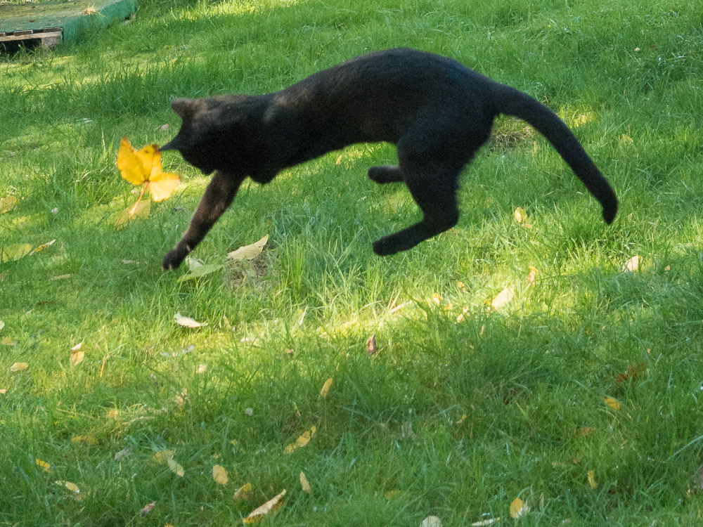 Rocco ist mit allen vier Beinen in der Luft und versucht ein Blatt zu fangen.