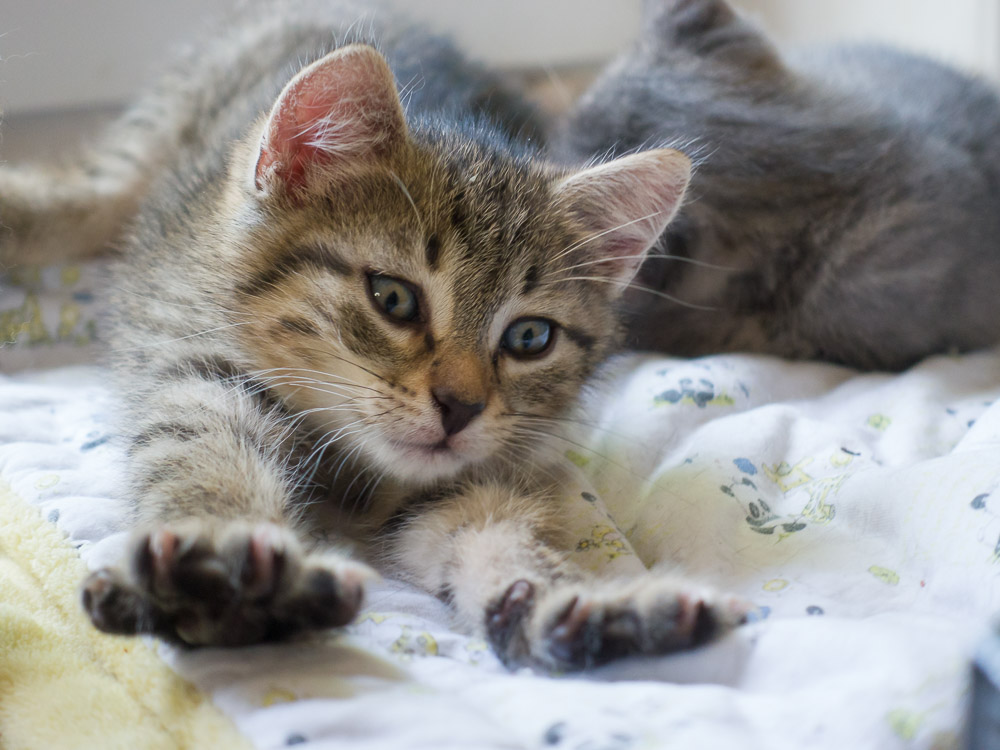 Ein Katzenbaby streckt sich.