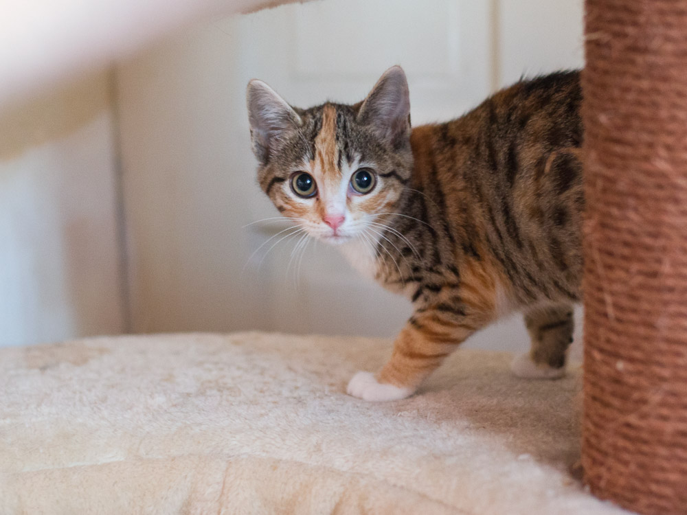 Ein dreifarbiges Katzenbaby sieht überrascht aus