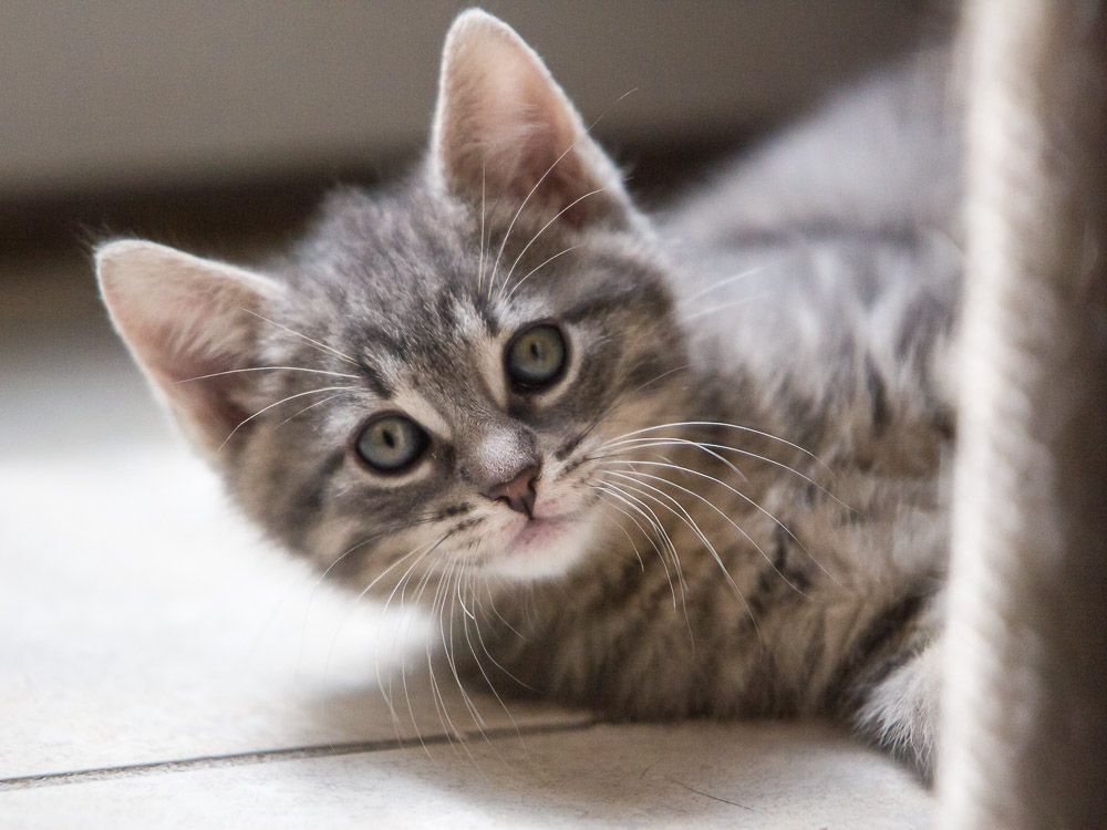 Ein getigertes Katzenbaby hält den Kopf schräg und schaut direkt in die Kamera