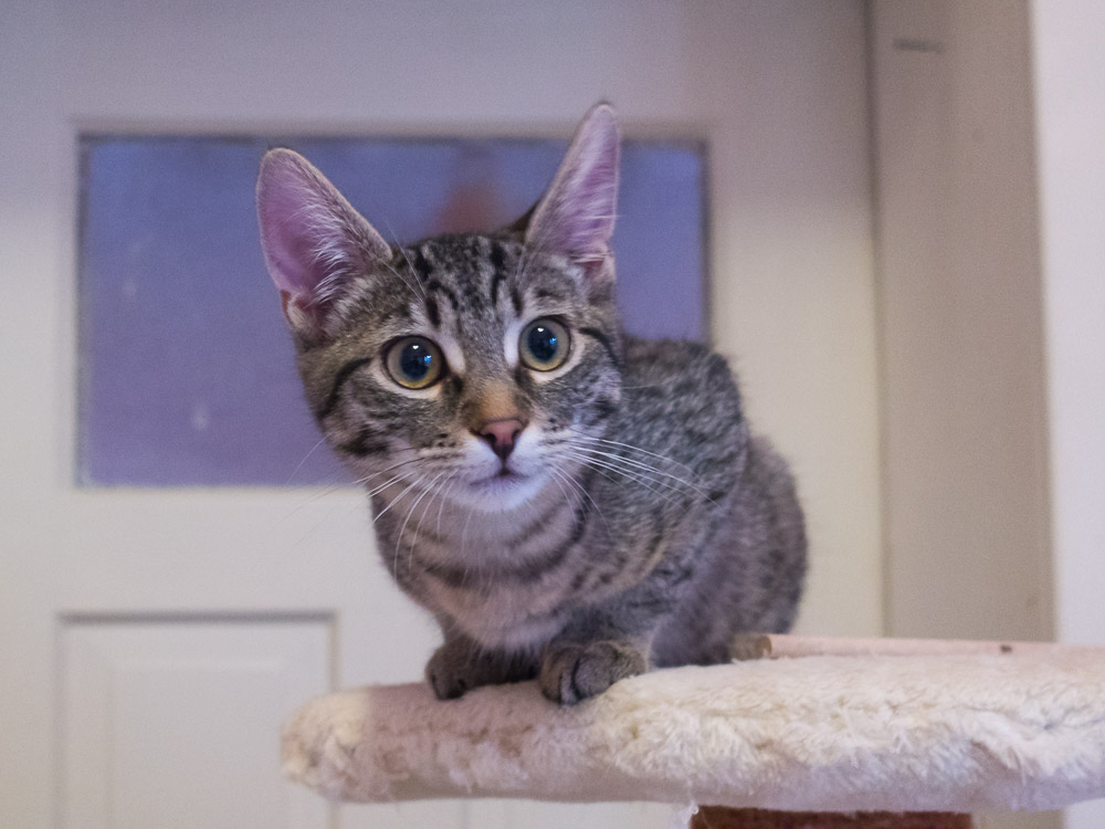 eine kleine getigerte Katze sitzt auf dem Kratzbaum und schaut neugierig