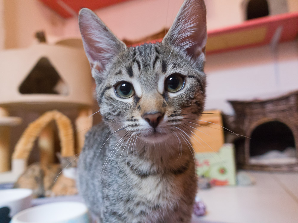 eine kleine getigerte Katze schaut ganz neugierig in das Objektiv der Kamera