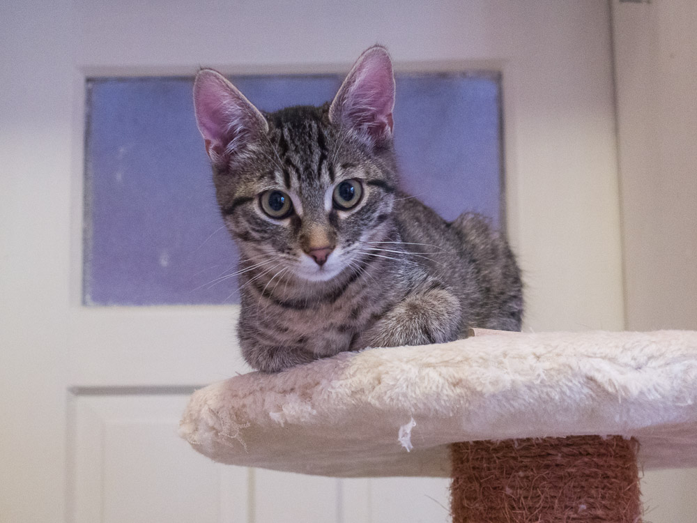 eine kleine getigerte Katze liegt auf dem Kratzbaum und schaut neugierig