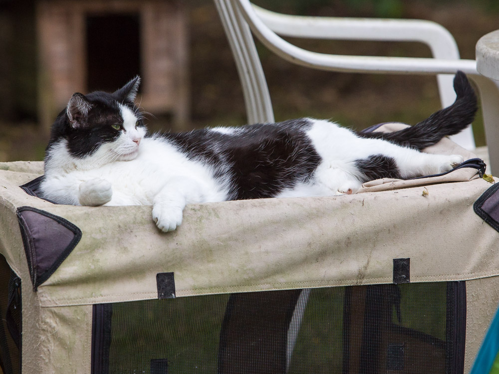 Johnny liegt wie der Patron eines Clans im Garten