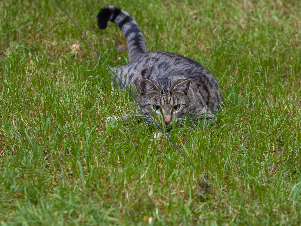 Tigerle in Lauerstellung