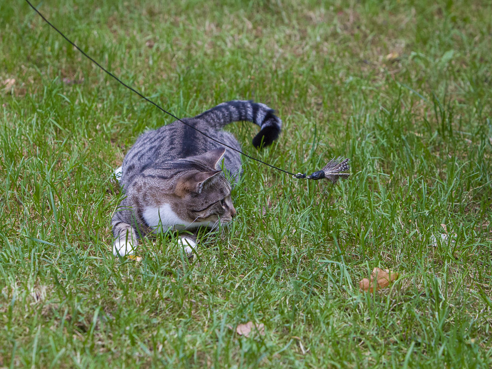 Tigerle liegt in der Wiese und schaut angespannt auf die Angel