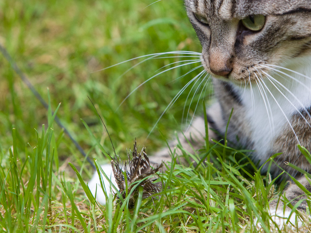 Tigerle liegt im Gras und hält die Feder der Angel mit seiner rechten Vorderpfote fest.