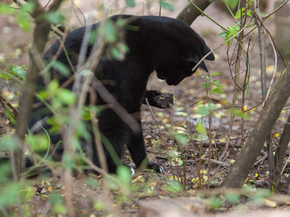 Blacky sitzt im Gestrüpp, hat seine linke Vorderpfote gehoben und sieht diese ganz nachdenklich an.