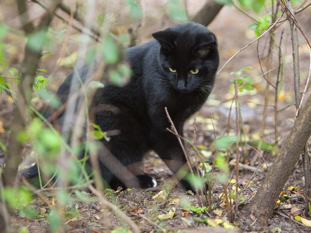 Blacky sitzt im Gestrüpp und schaut ganz nachdenklich auf den Boden