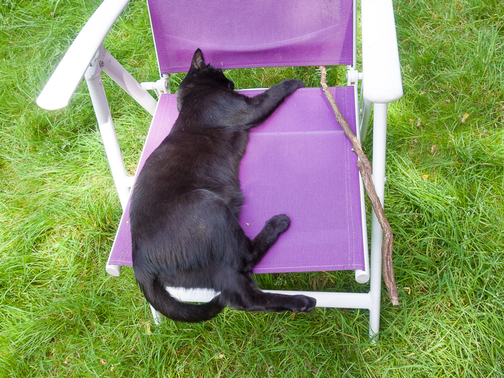 Rocco schläft auf einem Gartenstuhl, neben ihm liegt ein Stöckchen.