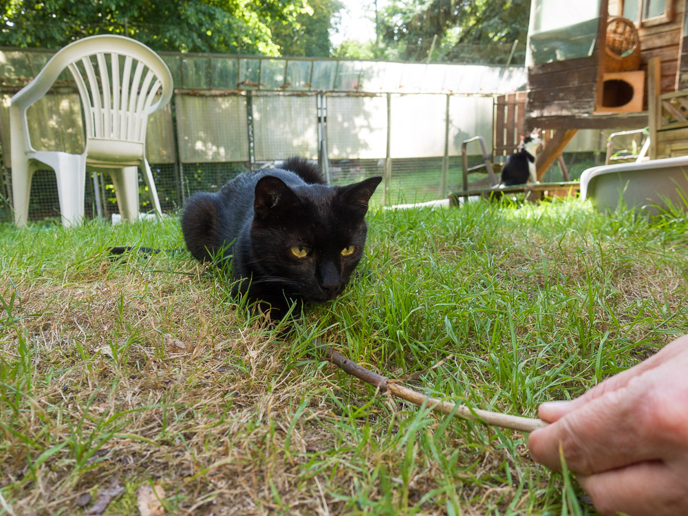 Rocco liegt auf einem Stöckchen, an dem jemand zieht.