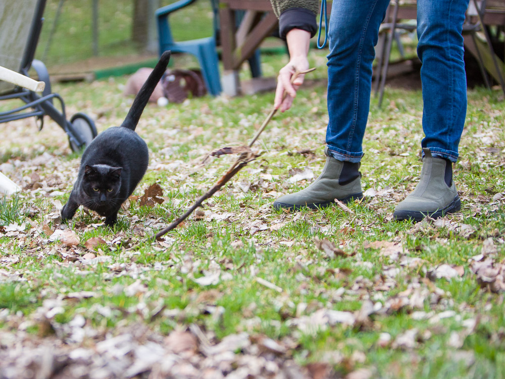 Rocco jagt hinter einem Stöckchen her, das über den Boden gezogen wird.