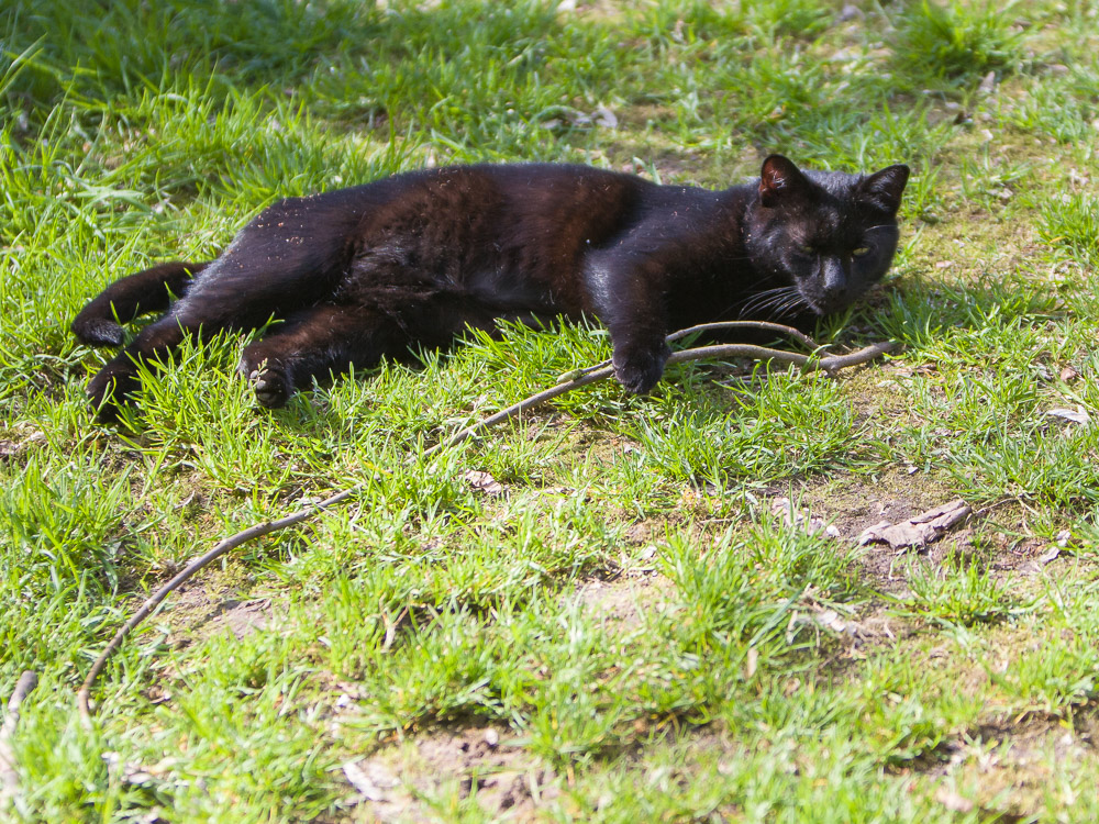Rocco liegt in der Wiese und hat ein Stöckchen unter seiner Vorderpfote