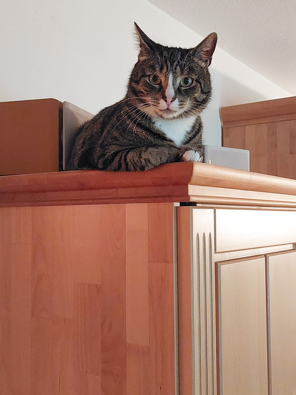 Thimmy liegt auf dem Schrank und schaut selbstbewusst