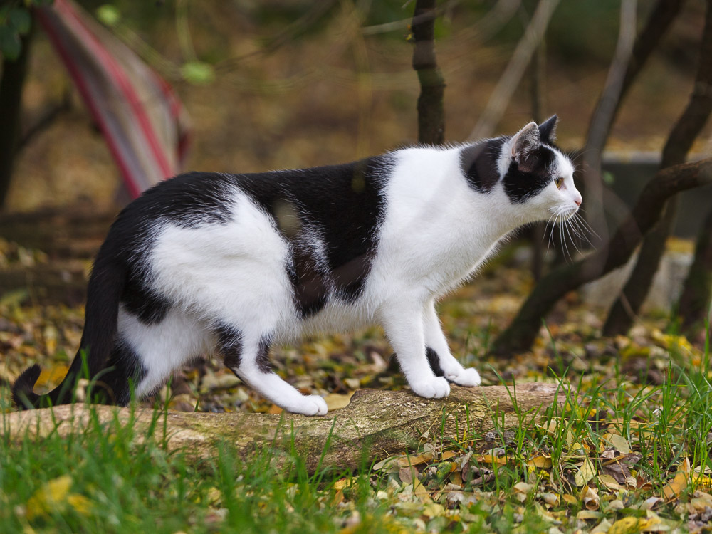 Bert steht im Garten und schaut ganz interessiert.