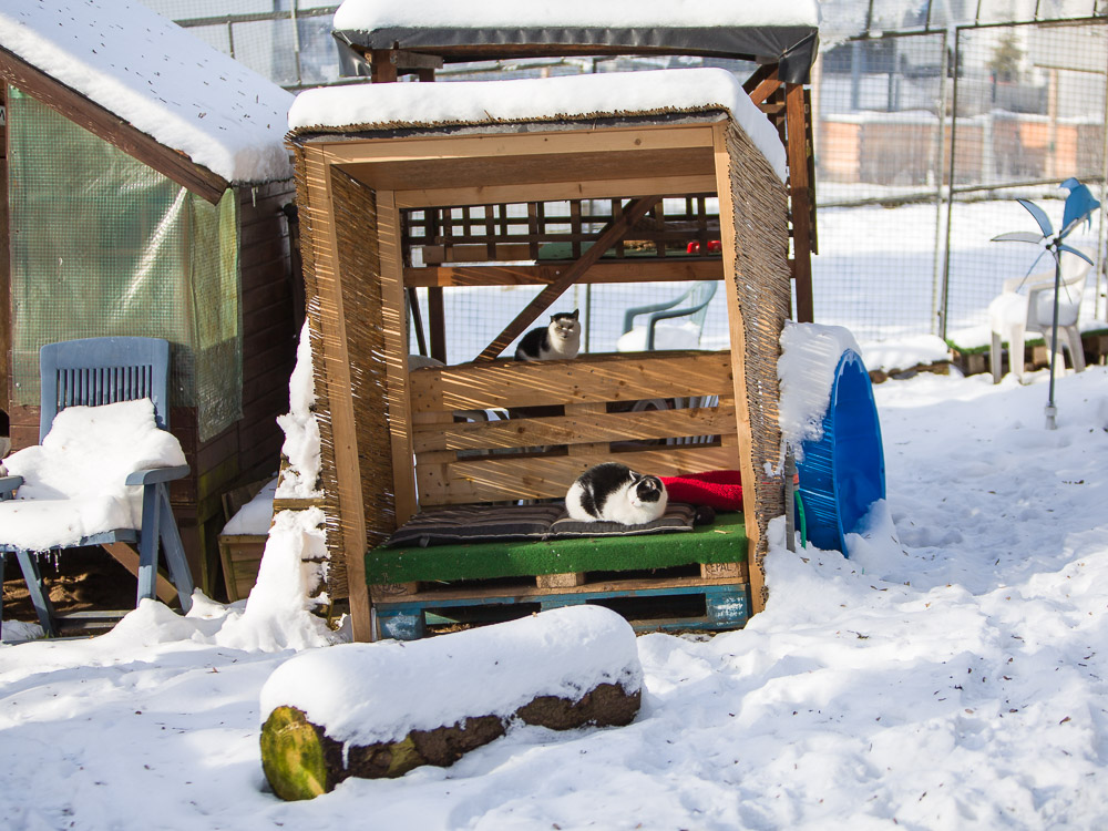 Bert liegt bei Schnee im Strandkorb