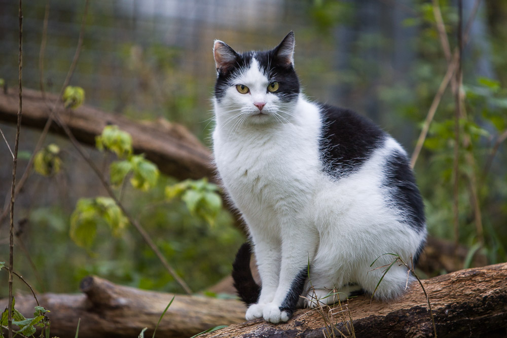 Bert sitzt auf einem Ast im Garten