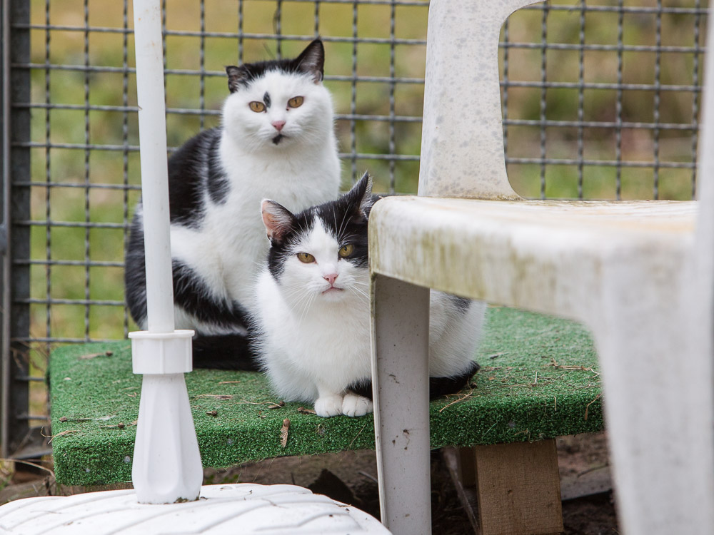 Bert und Belinda sitzen auf einer Palette im Garten