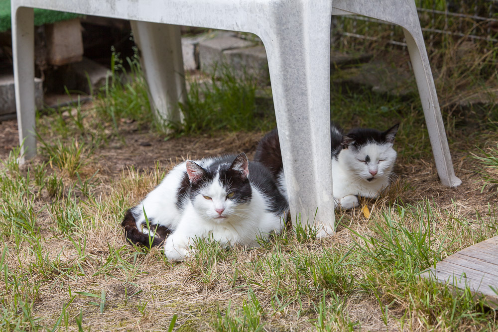 Bert und Belinda liegen nebeneinander unter einer Gartenbank