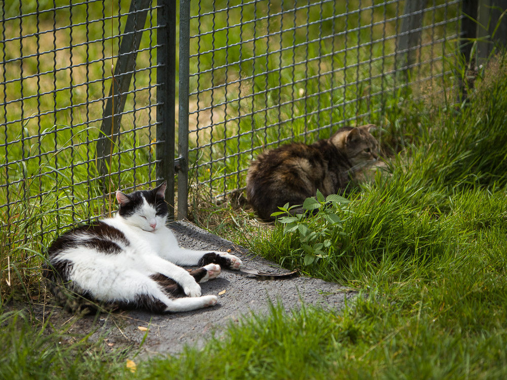 Bert und Enja-Mona liegen zusammen im Garten