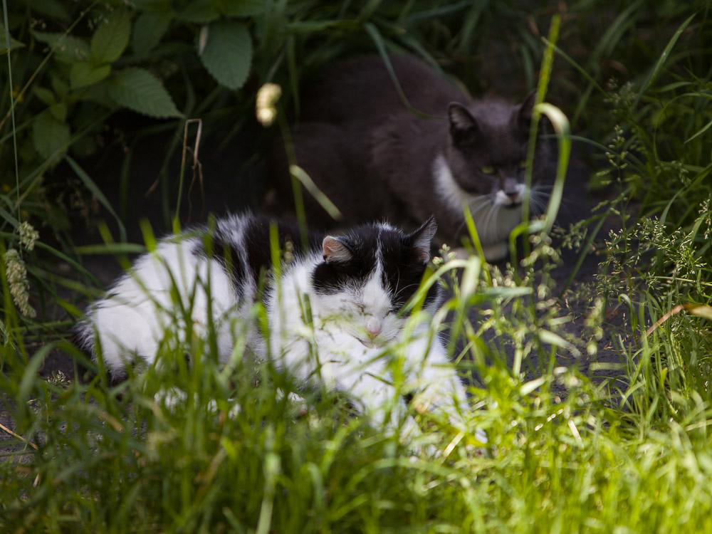 Bert liegt zusammen mit Grace in der Wiese