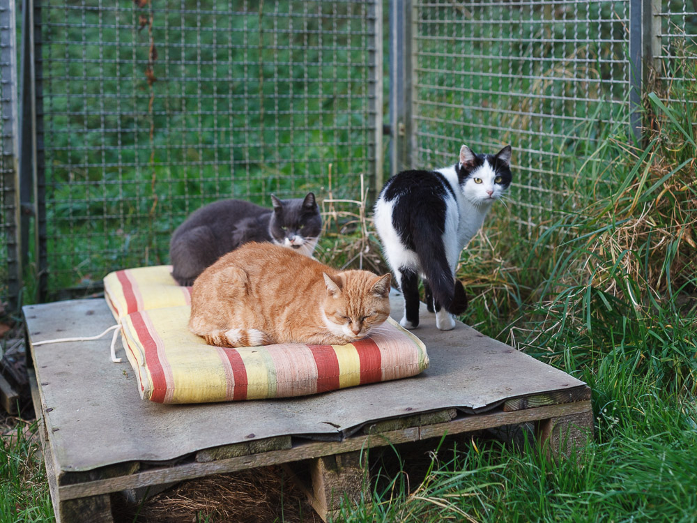 Bert ist zusammen mit den Katzen Rosalie und Grace auf einer Palette