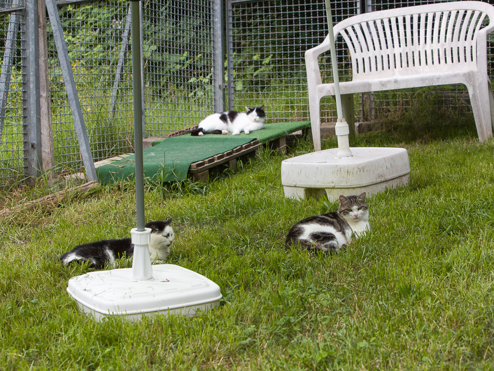 Bert liegt im Garten auf einer Palette, davor liegen Belinda und Bimba in der Wiese