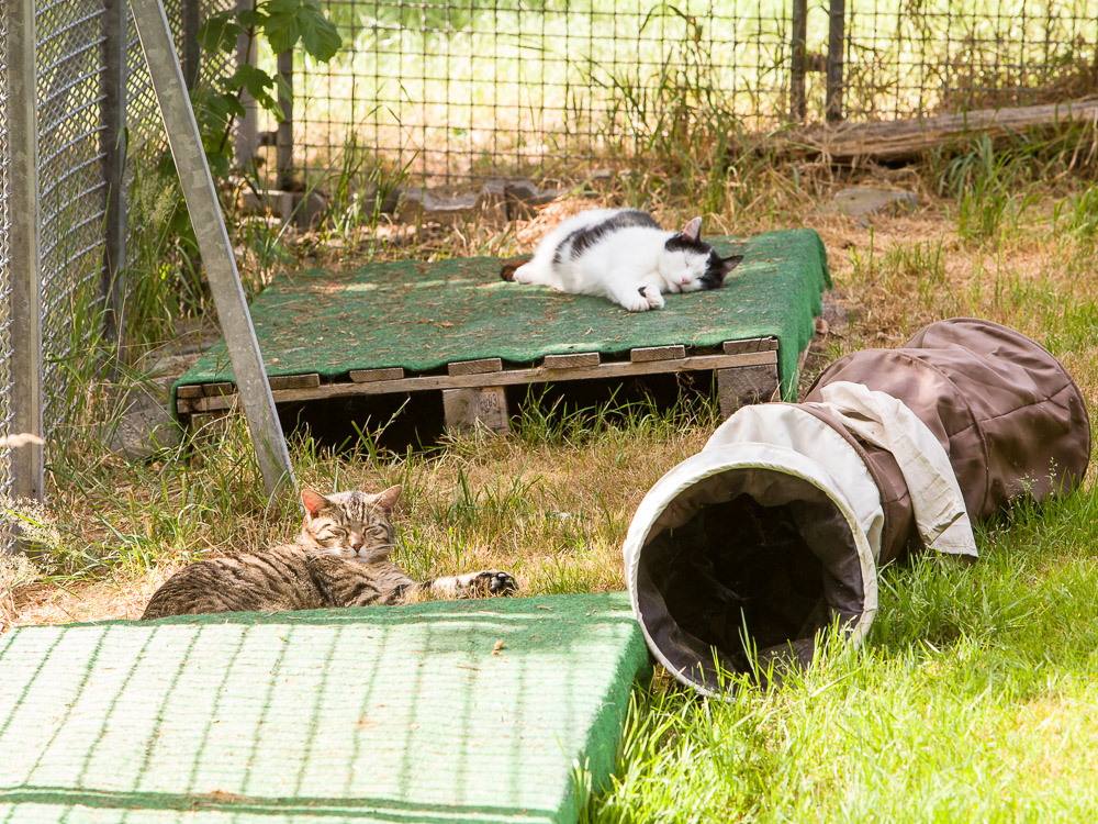 Bert liegt auf einer Palette im Garten, vor ihm liegt Joschi in der Wiese