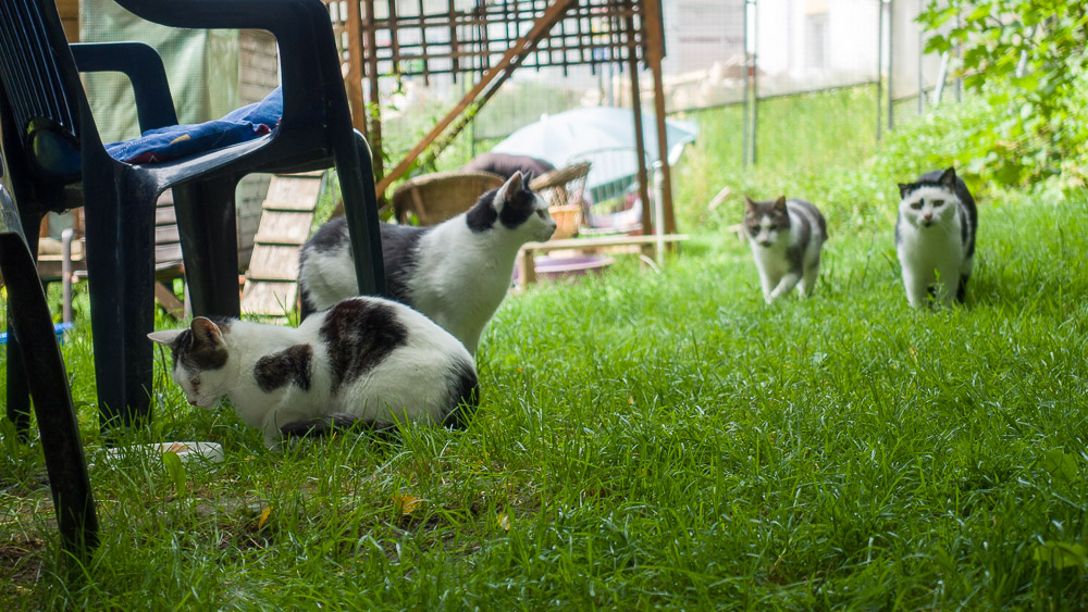 Eine Katze steht am Futternapf und friss, zwei weitere kommen. Bert steht ruhig da und wartet