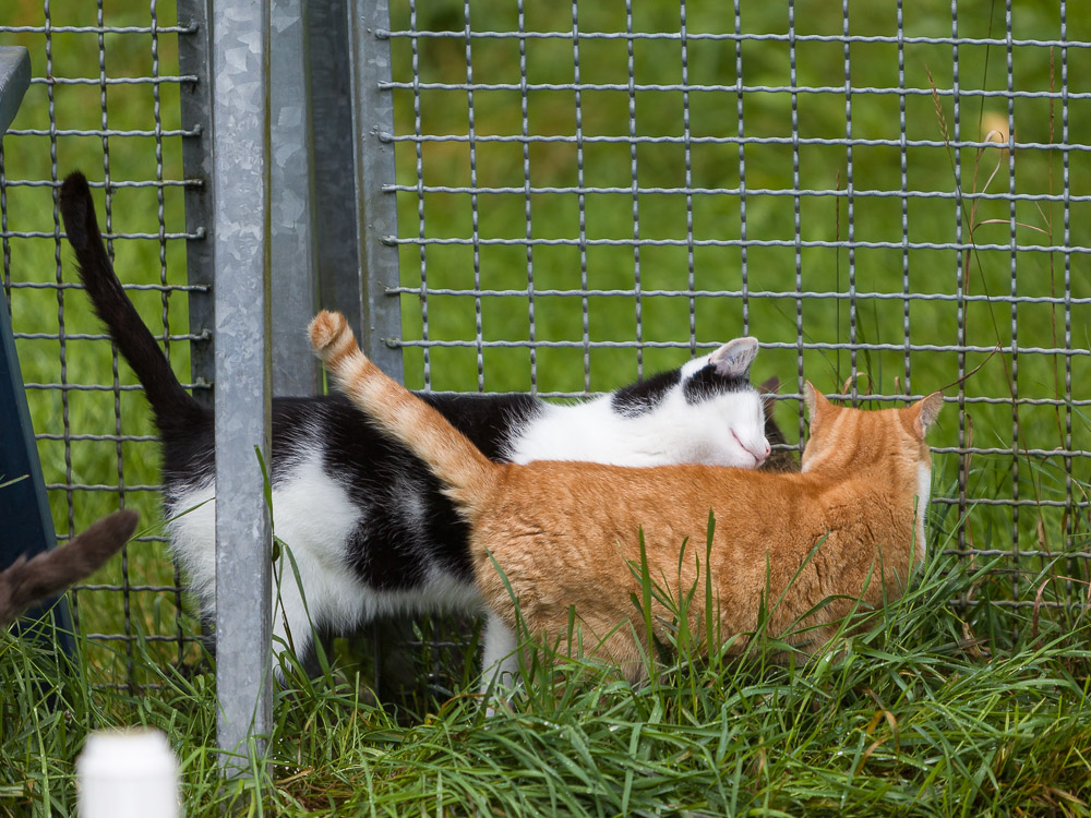 Pflege der Freundschaft am Zaun